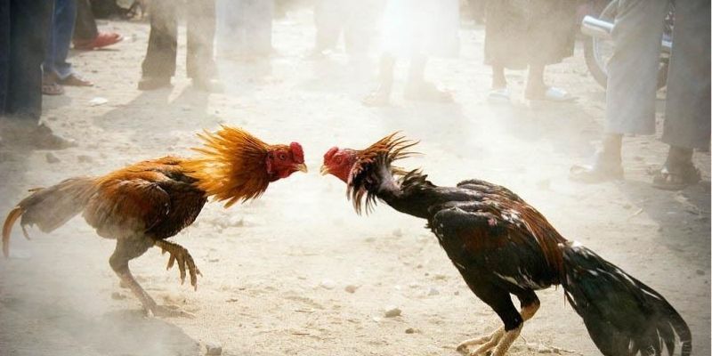 đá gà trực tiếp