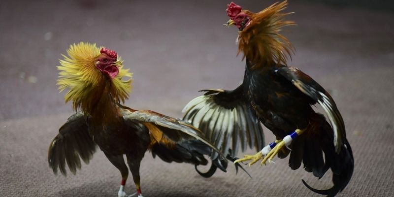 Giới thiệu sơ lược về đá gà Thomo OKE179
